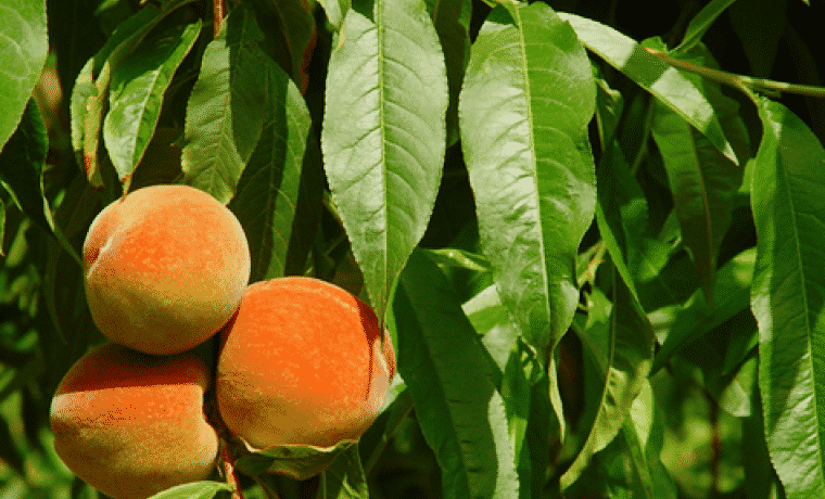 peach pruning