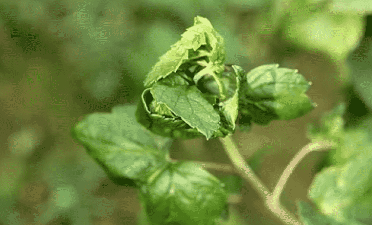 aphids on currants