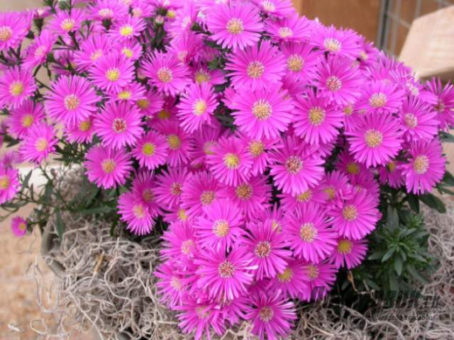 asters voor de winter