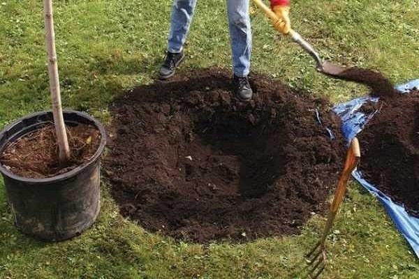 digging out the soil