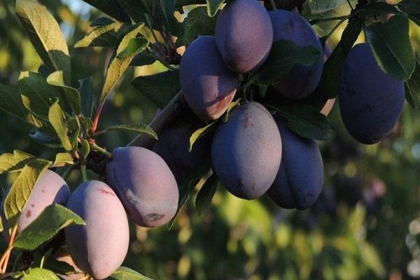 variété aimant la chaleur