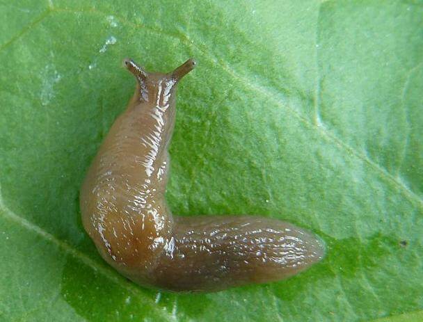 Garden slug