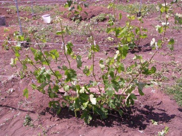 plantation de groseilles