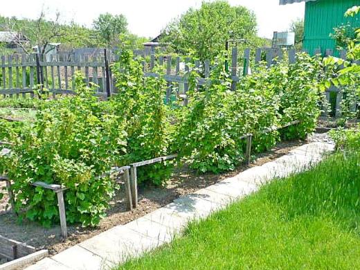 planting currants