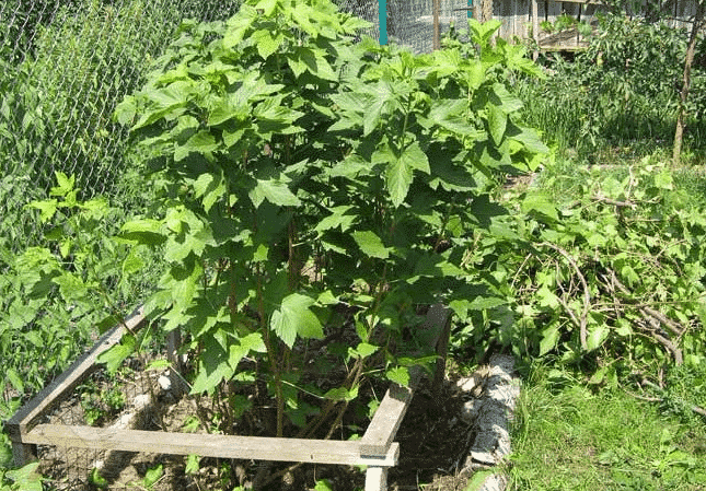 planting currants