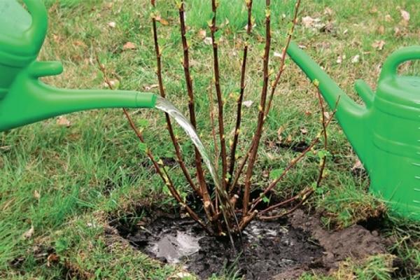 watering currants