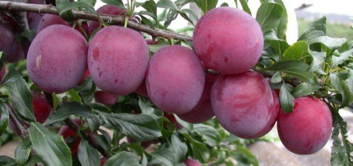 cherry plum Kuban comet