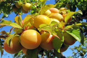 Description of types of plum varieties Renclode, benefits and harms, productivity and cultivation