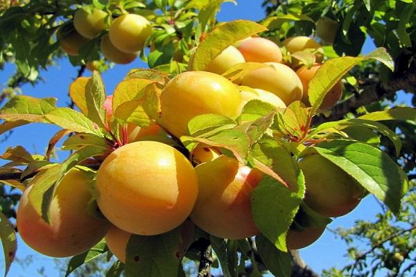 yellow berries