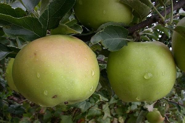 gotas de rocío