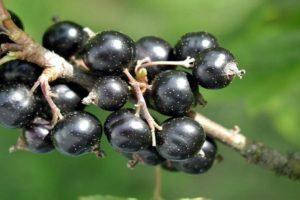 Descriptions of the best black currant varieties and regions of their cultivation