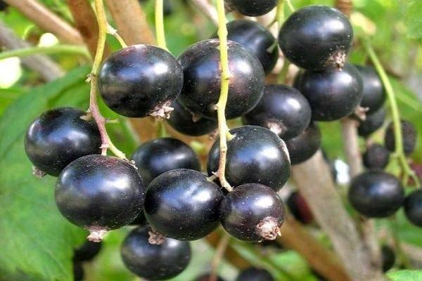 large berries