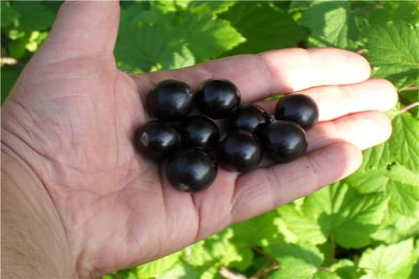 bolas negras