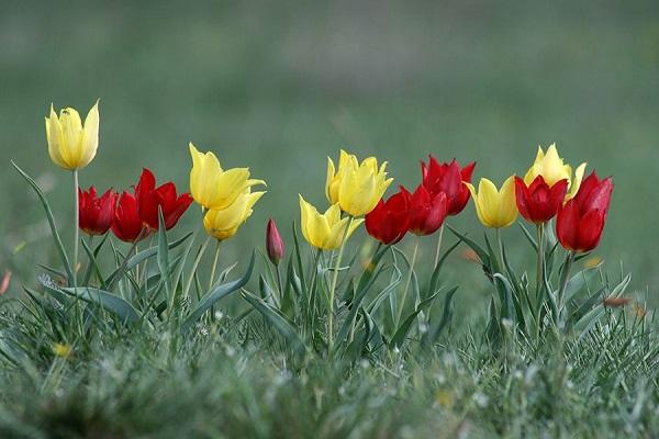 tidlige blomstrende sorter