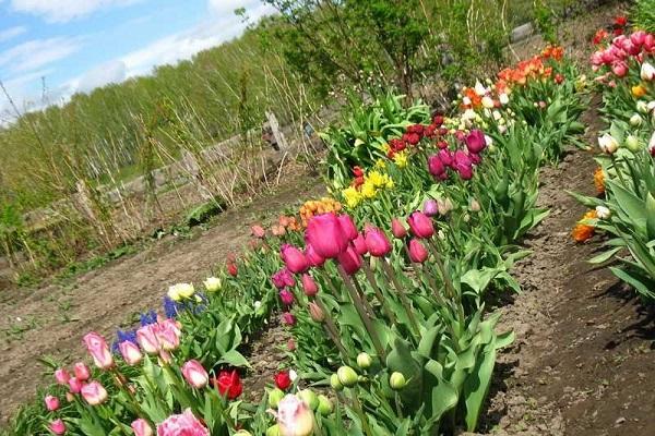 garden in flowers