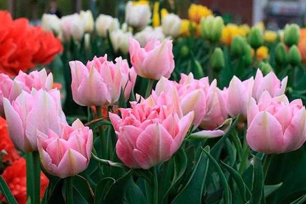 plantes en croissance