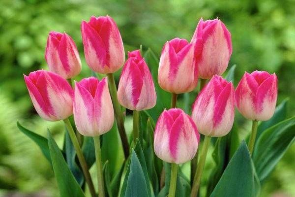 tulips pink