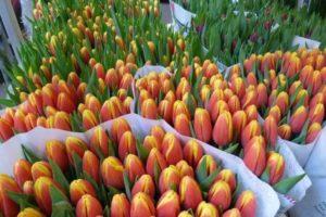 Description et caractéristiques des meilleures et nouvelles variétés de tulipes