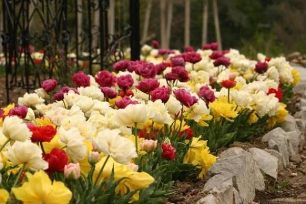 cama de flores de campo