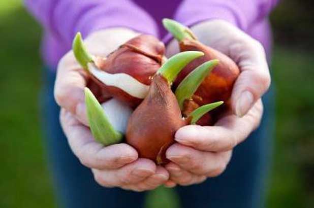 planter des tulipes