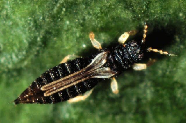 Thrips rumah hijau