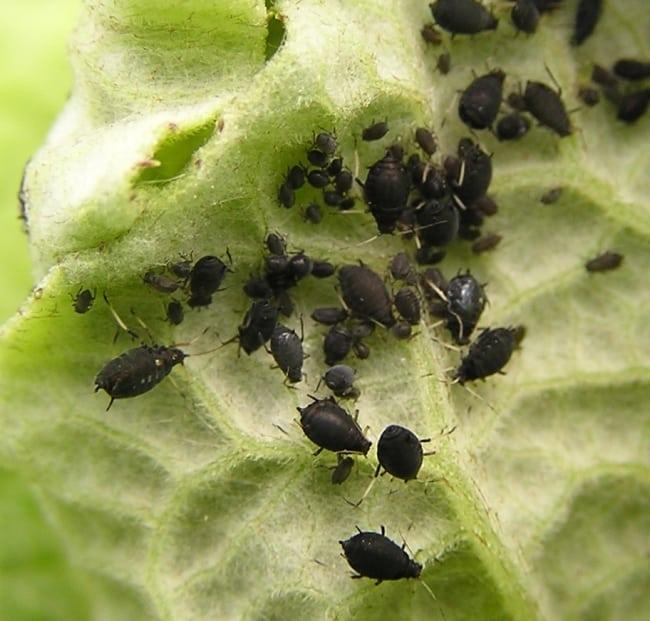 aphids on currants