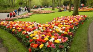 How to plant tulips beautifully, the choice of varieties and design ideas