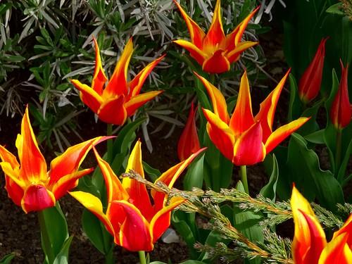 Forêt de tulipes botaniques