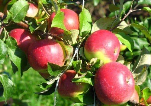 poda de manzana