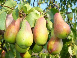 Description and characteristics of pear varieties Russian beauty, planting, cultivation and care