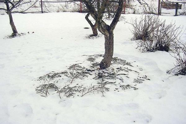 poire en hiver