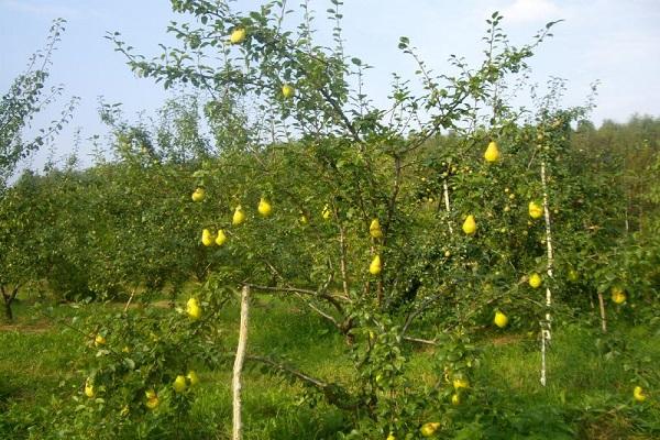 fruit trees