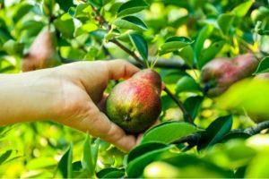 Description et caractéristiques de la variété de poire Proéminente, culture et entretien