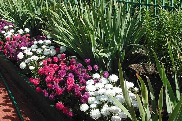 cama de flores