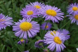 Quels sont les types et variétés d'asters, une description des meilleures variétés