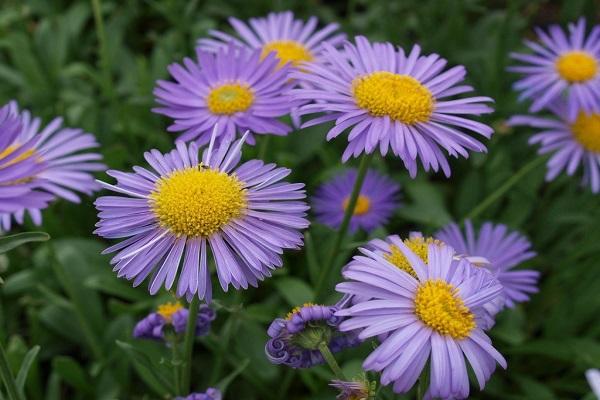 floraison dans un parterre de fleurs