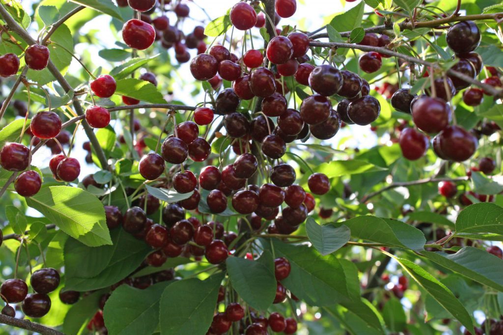 cereza antracita