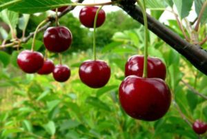 Description of the Ashinskaya cherry variety and characteristics of fruiting, planting and care