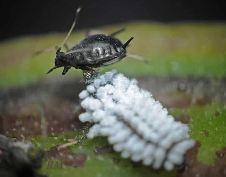 Penyakit Mealybug