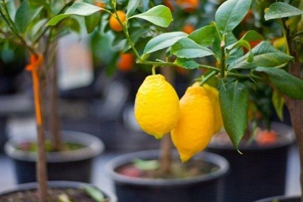 citrus trees