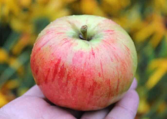 árbol de manzana