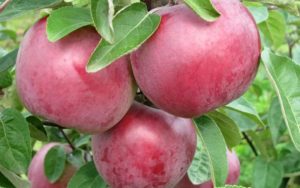 Description and characteristics of the apple variety Alesya, planting, growing and care