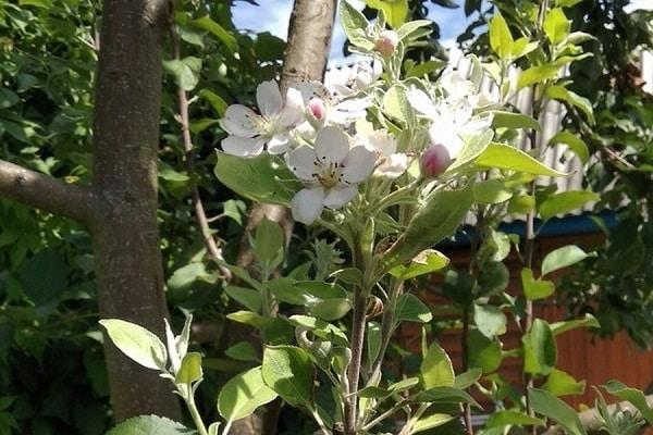 arbre fleuri