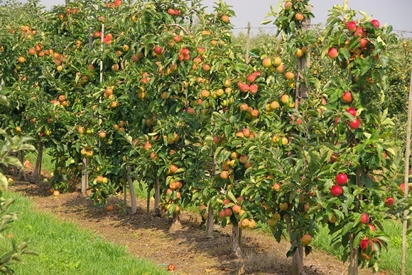 arbres dans le jardin