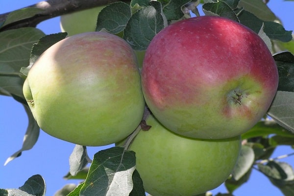 rougir sur les fruits