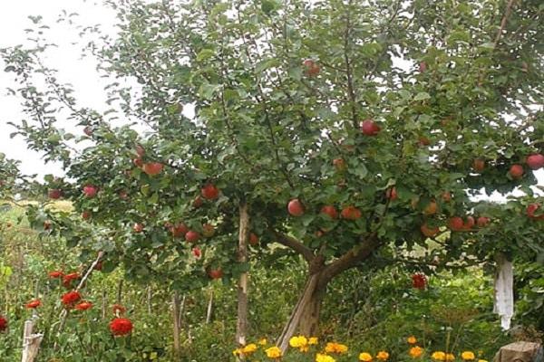 corona de un árbol