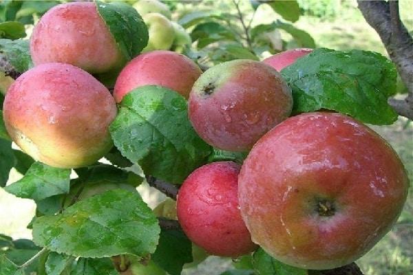 fruit après la pluie