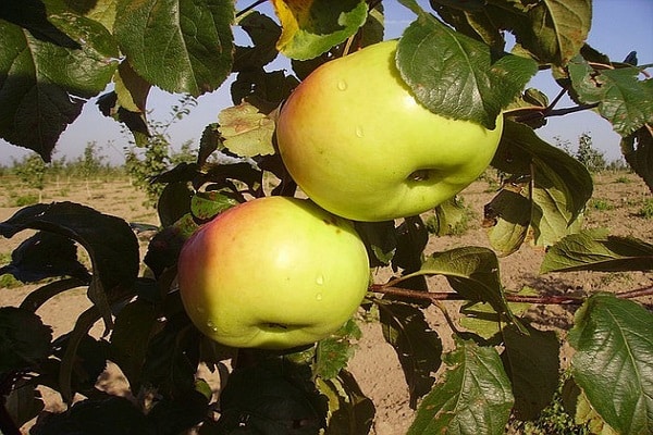 planta de jardín