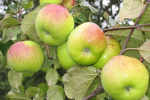 manzanas en una rama