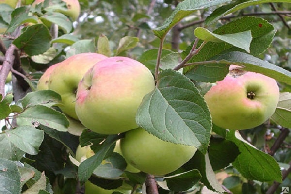 maduración de frutos